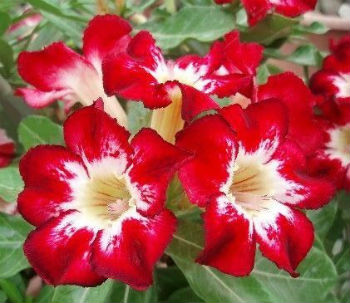 (image for) Adenium Obesum \'Flame of Love\' x 5 Seeds